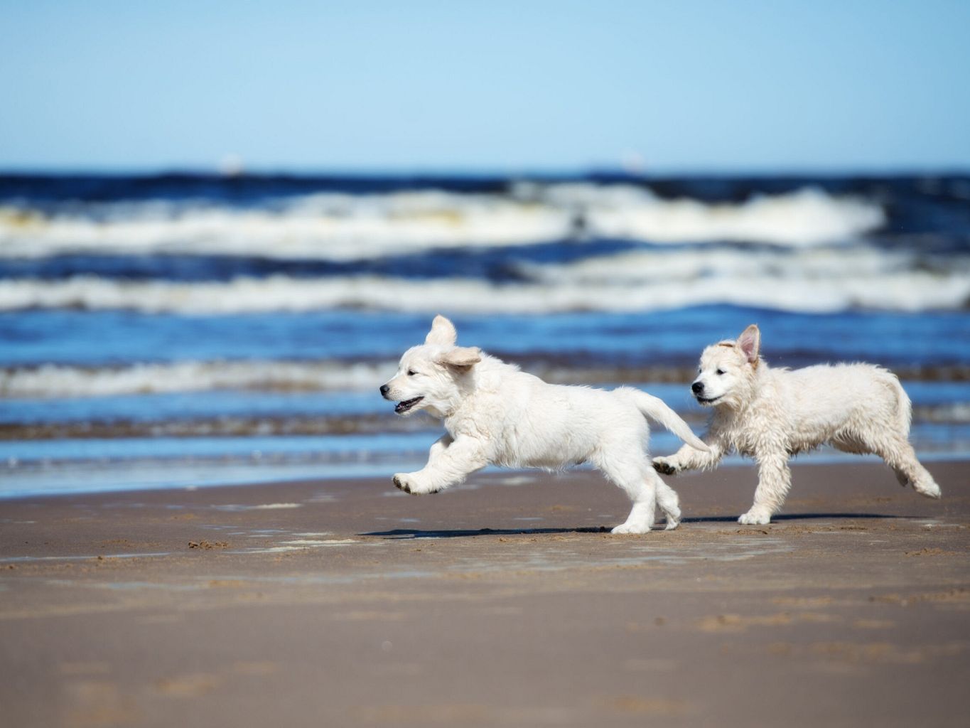 Heeren van Noortwyck