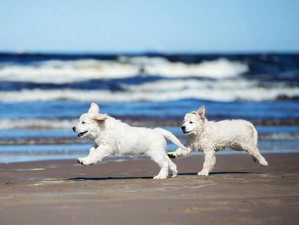 Heeren van Noortwyck